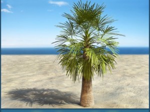 palm 7 3Dモデル