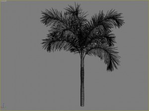palm 9 Modello 3D