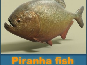 piranha fish 3D Model