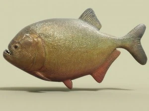 piranha fish 3D Model