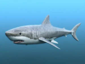 great white shark 3D Model