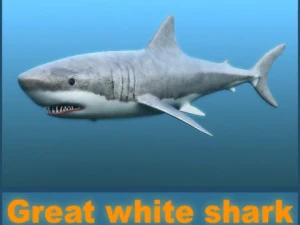 gro&szlig;er wei&szlig;er Hai 3D Modell