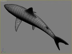 great white shark 3D Model