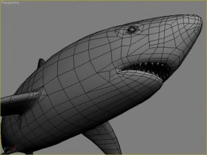 great white shark 3D Model