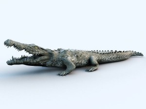 crocodile 3D Model