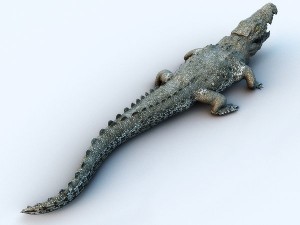 crocodile 3D Model
