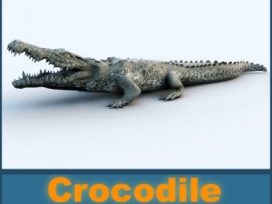 crocodile 3D Model