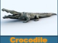 crocodile 3D Модель
