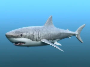 water predators set 3D Model
