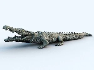 water predators set 3D Model