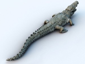 water predators set 3D Модель