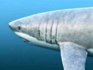 water predators set 3D Model