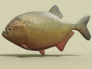 water predators set 3D Model