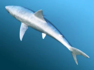 water predators set 3D Model