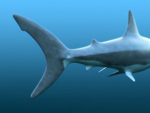 water predators set 3D Модель