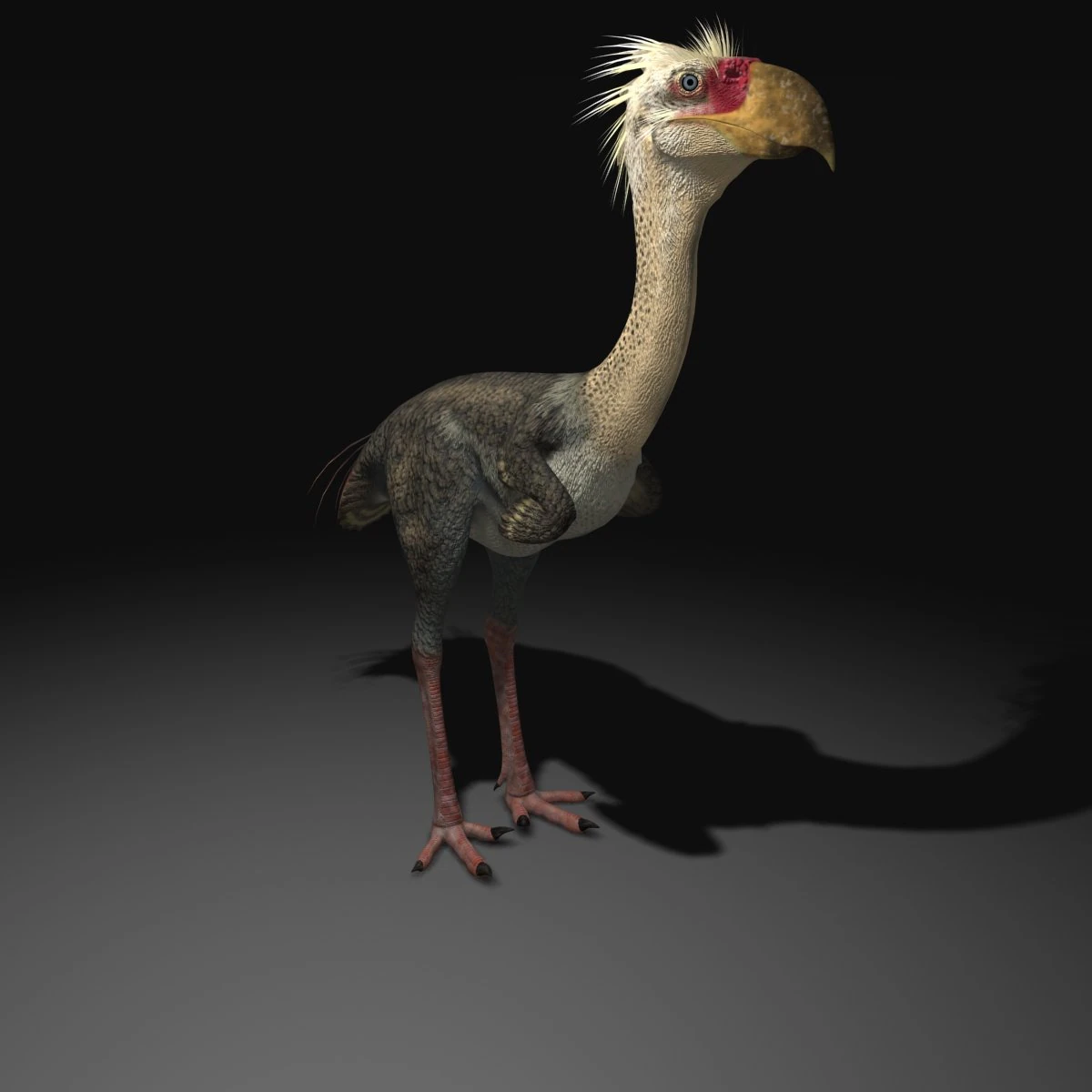 phorusrhacos rigged 3D Model .c4d .max .obj .3ds .fbx .stl .blend