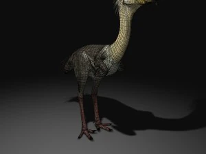 phorusrhacos rigged 3D Model
