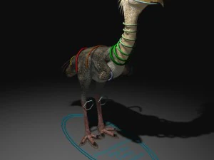 phorusrhacos rigged 3D Model