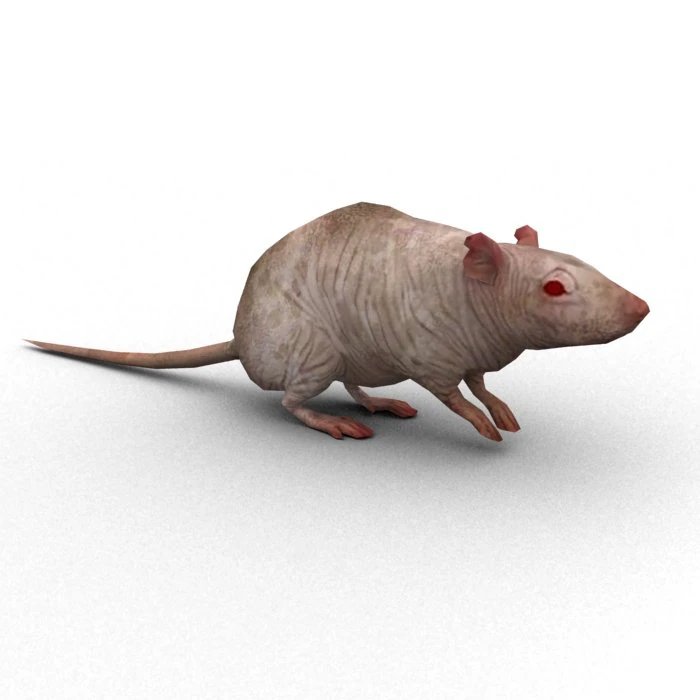 rat rigged 3D Model .c4d .max .obj .3ds .fbx .stl .blend 