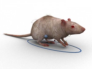 rat rigged 3D 모델