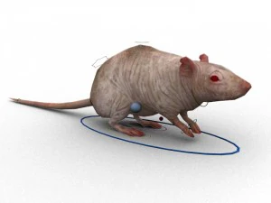 rat rigged 3D Model