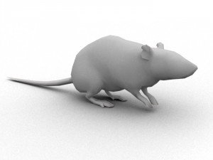 rat rigged 3D 모델