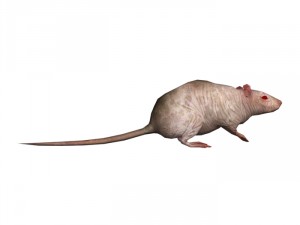 rat rigged 3D 모델