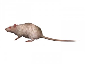 rat rigged 3D 모델