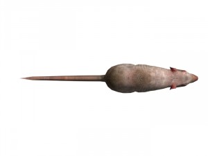 rat rigged 3D 모델
