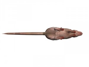 rat rigged 3D 모델