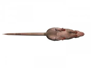 rat rigged 3D Model