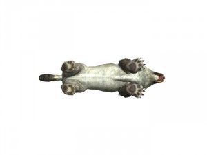 sabrecat rigged 3D Model