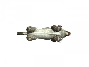 sabrecat rigged 3D Model