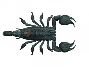 scorpion rigged Modelo 3D