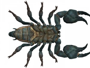 scorpion rigged Modelo 3D