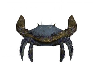 crab rigged Model 3D