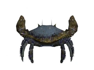 crab rigged 3D Model