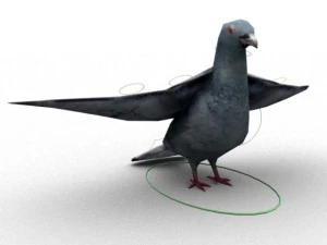 pigeon rigged 3D Model