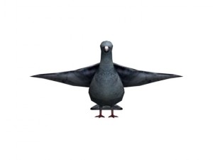 pigeon rigged 3D Model