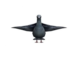 pigeon rigged 3D Model