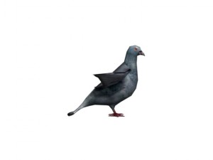 pigeon rigged 3D Model