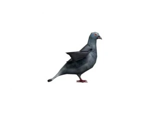 pigeon rigged 3D Model