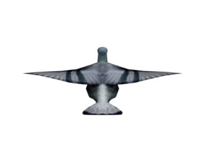 pigeon rigged 3D Model