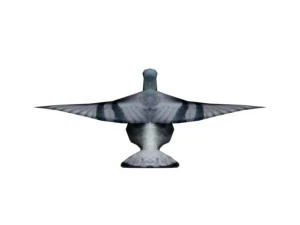 pigeon rigged 3D Model
