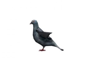 pigeon rigged 3D Model