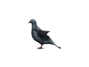 pigeon rigged 3D Model