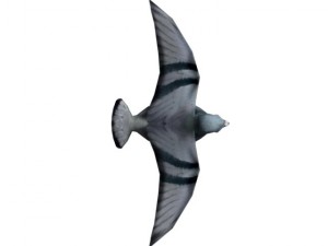 pigeon rigged 3D Model