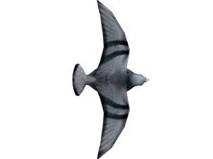 pigeon rigged 3D Model