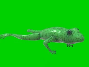 frog 3D Model