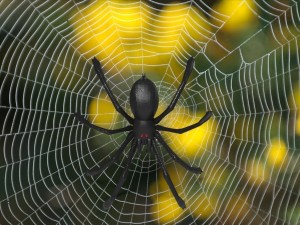 tarantula 3D Model